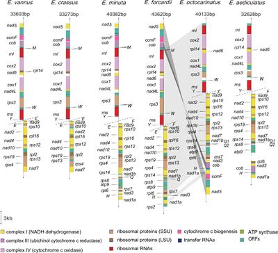 Molecular Evolutionary Analyses of Euplotes Species Living in Freshwater and Marine Habitats: A Mitogenomic Perspective